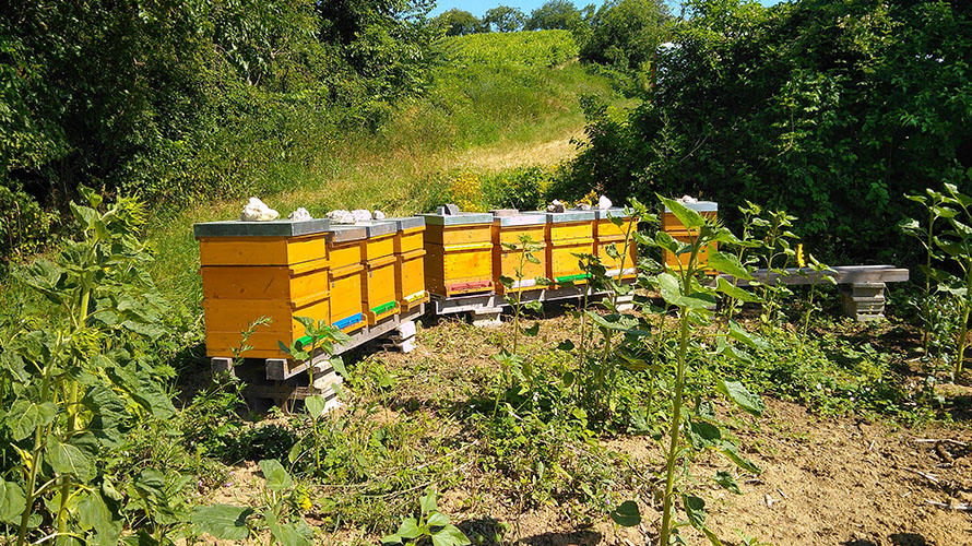 Bild der Region Weinviertel